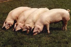 Pigs