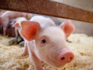 pig-1