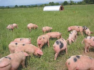 Pigs