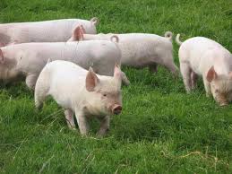 Pigs1