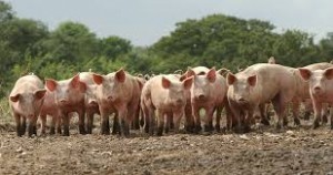 pigs
