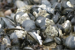 Mussels