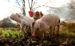 Pigs1