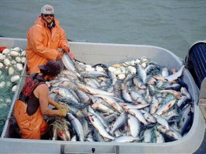 Salmon_Fish