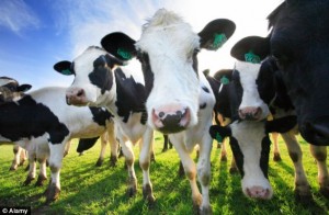 cow