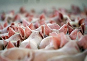 pigs