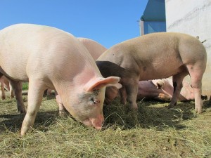raising-pigs